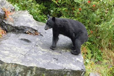 Bear Viewing at Wolverine Creek, 26-Jul-2004