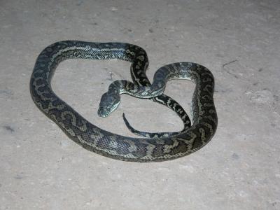 Cold Carpet Python in middle of road