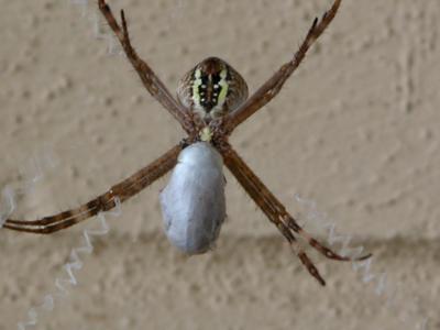 St. Andrews Cross Spider (much debate if that's correct name)