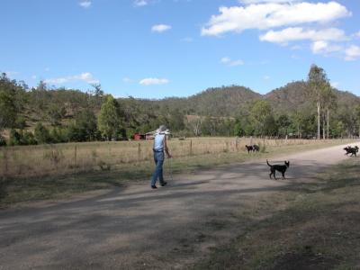 Sue walking down the road escorted by the dogs