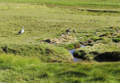 A family of upland geese.