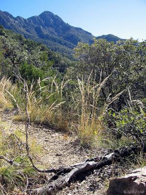 Bog Springs Hike, Coronado National Forest