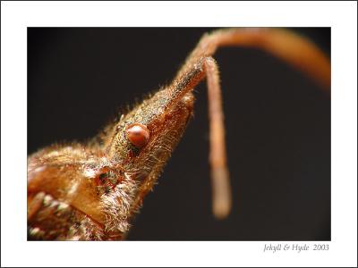 Leaf Footed Bug