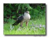 Coopers Hawk