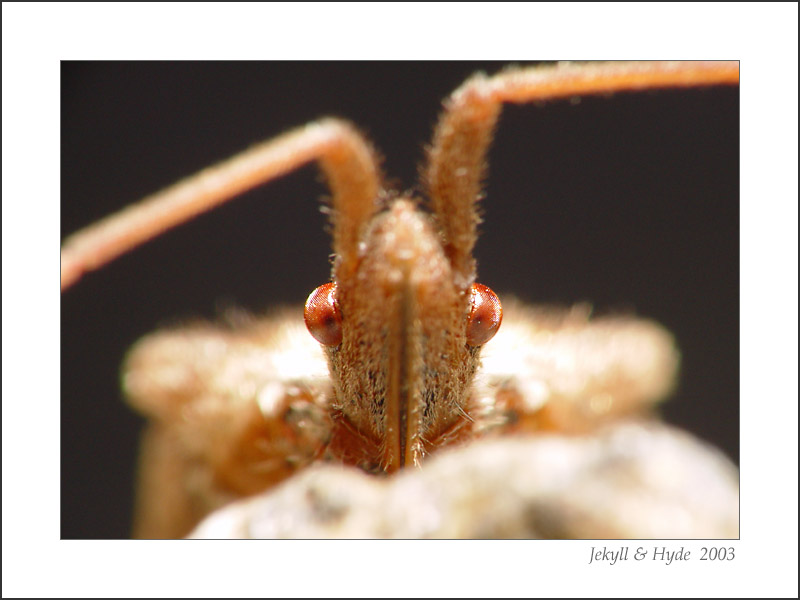 Leaf Footed Bug 2