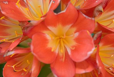 Orange Flowers