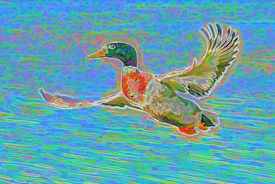 Mr Duck - impressionist -