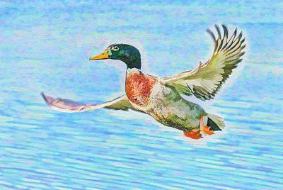 Mr. Duck - Subtle Impressionism -
