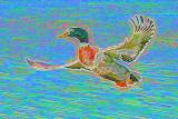 Mr Duck - impressionist -