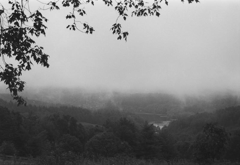 Foggy Leaves