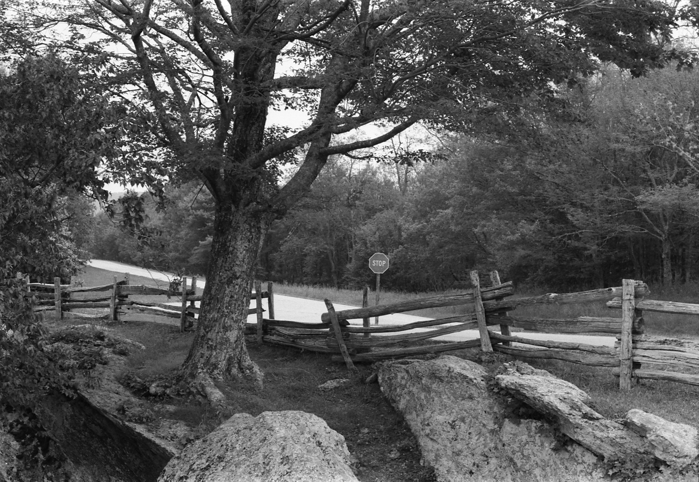 Tree by the road