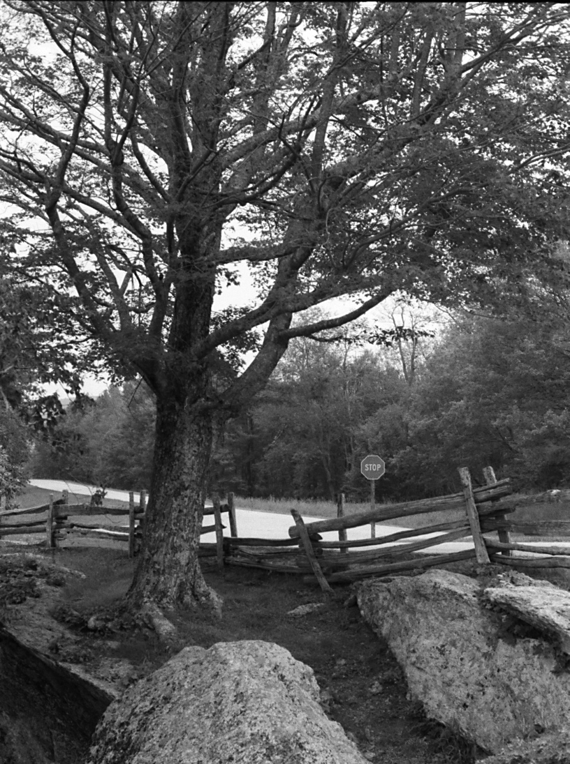 Tree by the Rocks