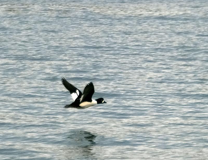 Bufflehead (F)