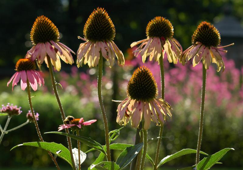 Old Westbury Gardens