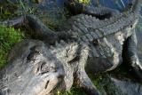 American Alligator