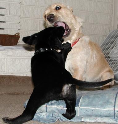 Bear and Brody
