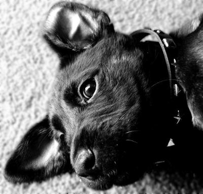 Our Little Bear Puppy