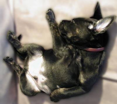 Favorite thing to do...sleep