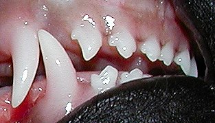 Sharp - Puppy Teeth