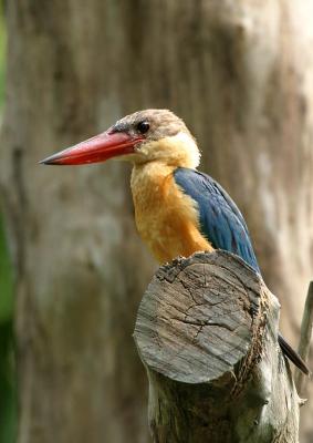 stork-billed kingfisher