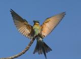 Blue Tailed landing with prey