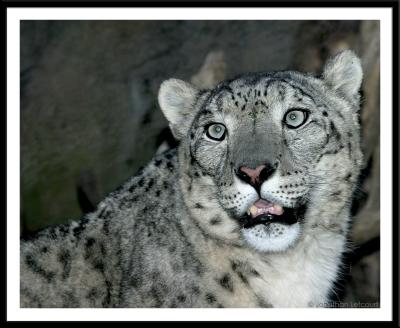 Snow Leopard