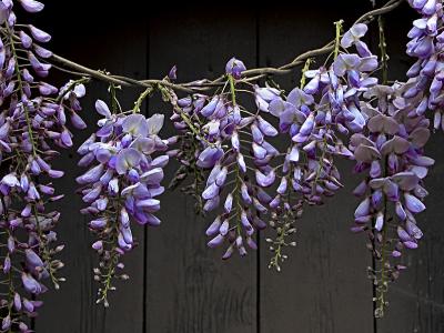 u36/jlm/medium/32185223.glycine_filtered.jpg