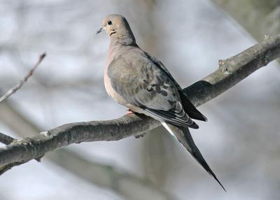 dove