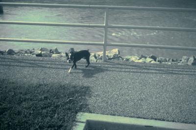 Rocky