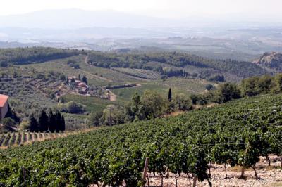 Chianti grapes2.jpg