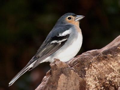 Chaffinch.