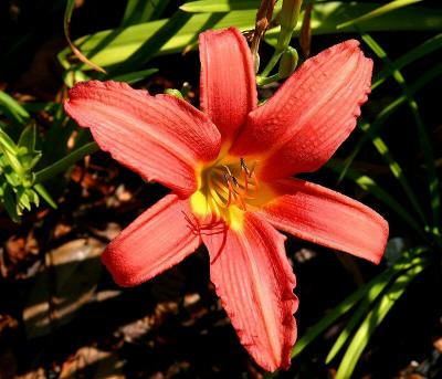 Day Lily.