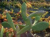 Prickly pear.
