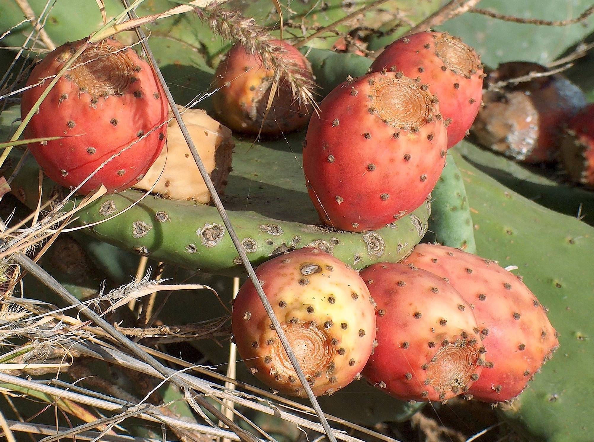 Prickly Pear.