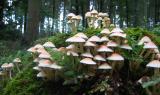 Wood Fungi