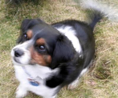 blurrred dina dog edited summer 2003.tif