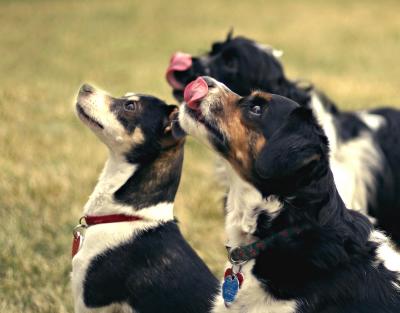 dinas 3 dogs outside CROPPED summer 03.tif