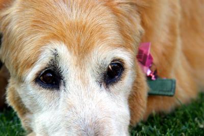 dusty closeup.tif