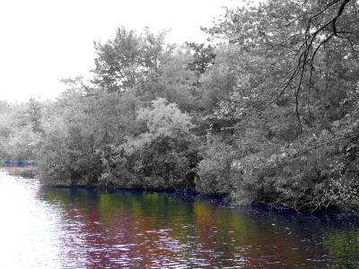 115-1521_IMG bl n white trees color reflection.jpg
