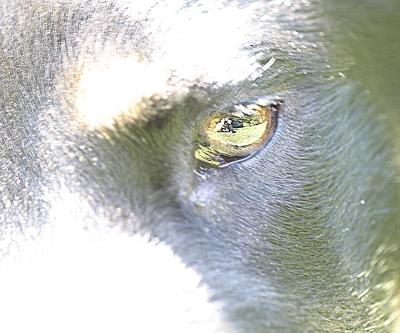 IMGcropped of closeup of sams eye me in reflectoin.tif