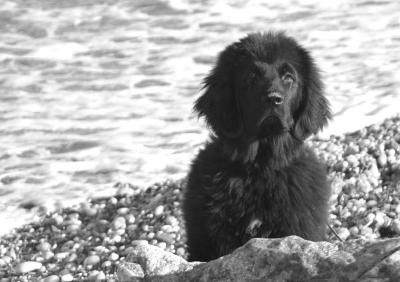 day at the beach0015--dog bn white.jpg