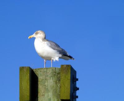 day at the beach0017---seagull onpole.jpg
