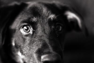 IMG_3363---black n white closeup.jpg