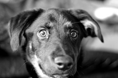 IMG_3365---black n white.jpg
