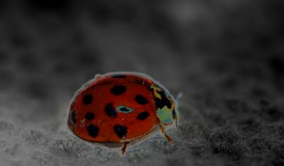IMG_4662--ladybug posterized and cropped.jpg