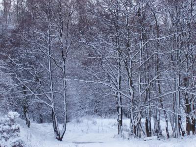 Winter in black and white