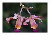 *Wild Orchids*