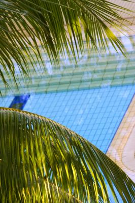 August 5 - palm tree & pool