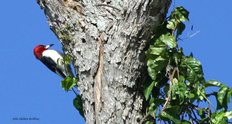 Red-headed Woodpecker <I>(Melanerpes erythrocephalus)</I>