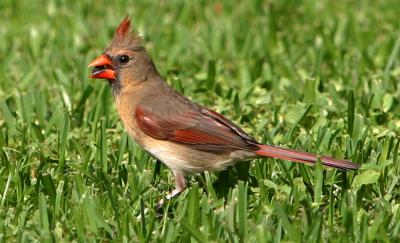 Northern Cardinal (Cardinalis cardinalis) (female)